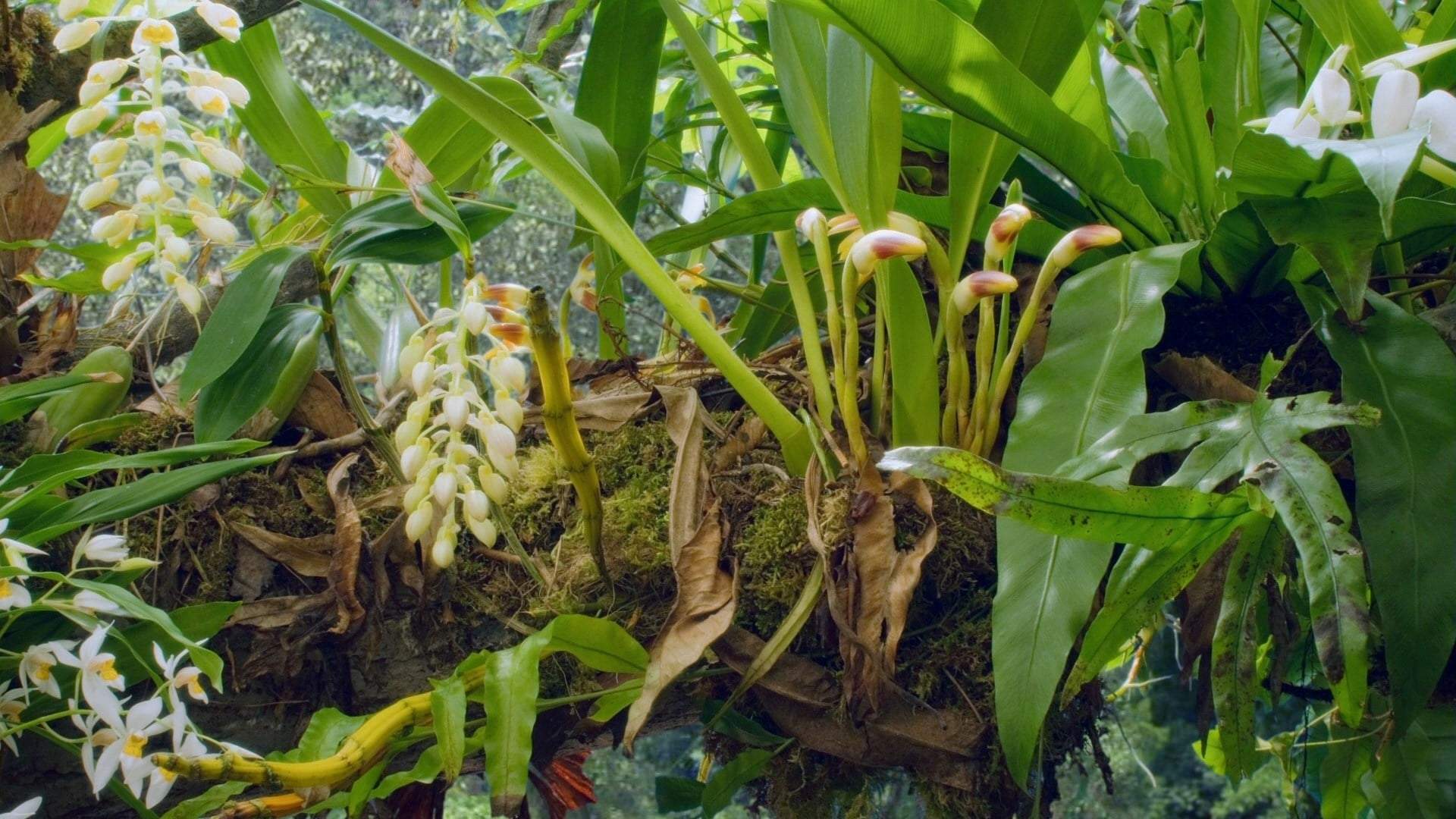 Backdrop for Attenborough: 60 Years in the Wild