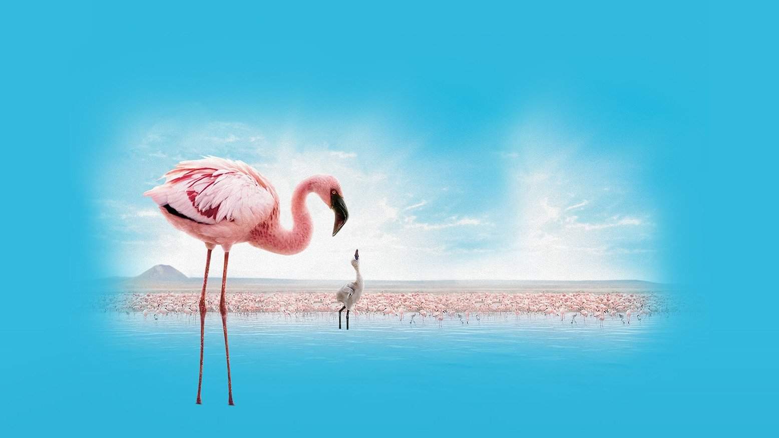 Backdrop for The Crimson Wing: Mystery of the Flamingos