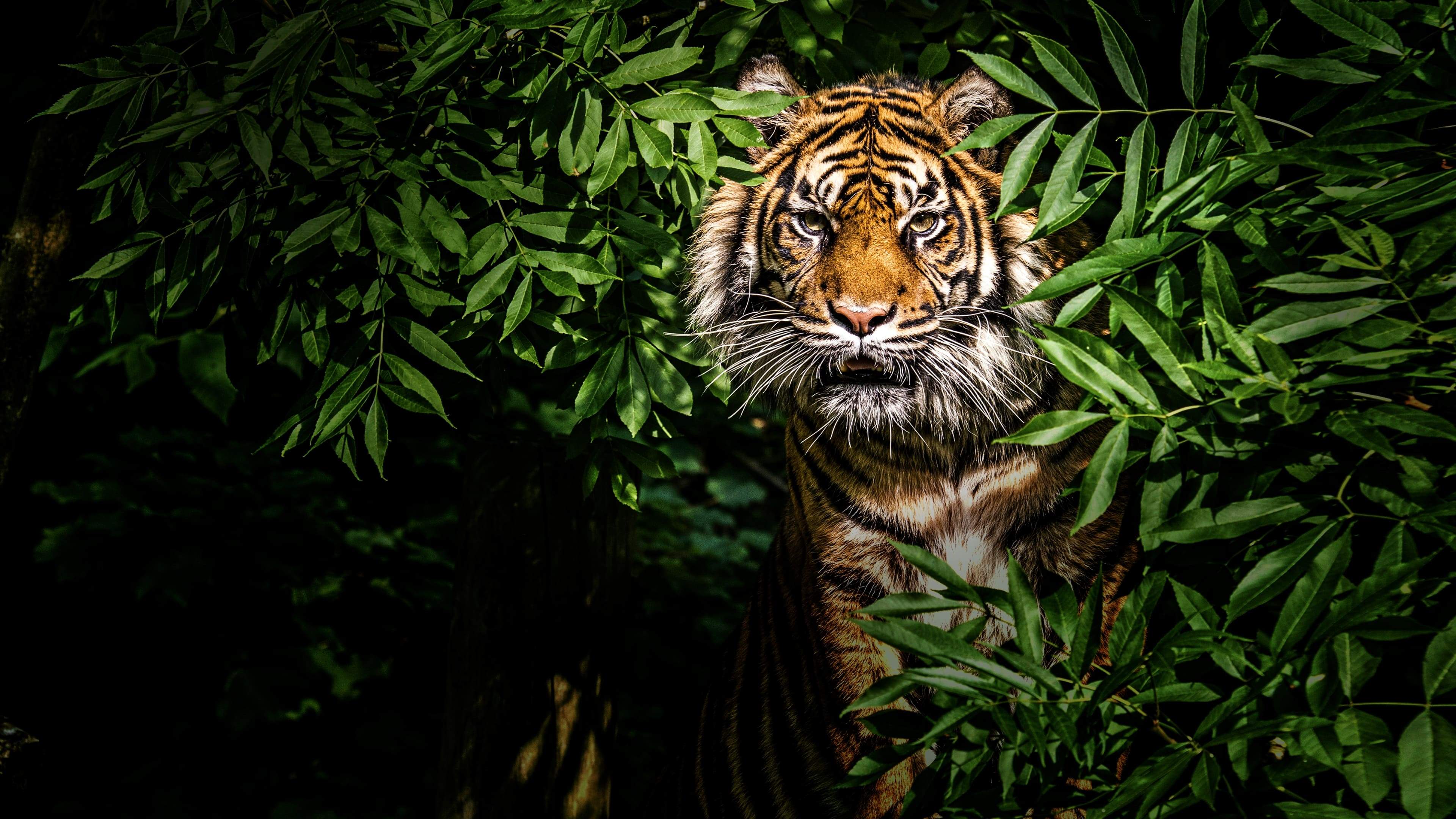 Backdrop for Thailand's Wild Cats