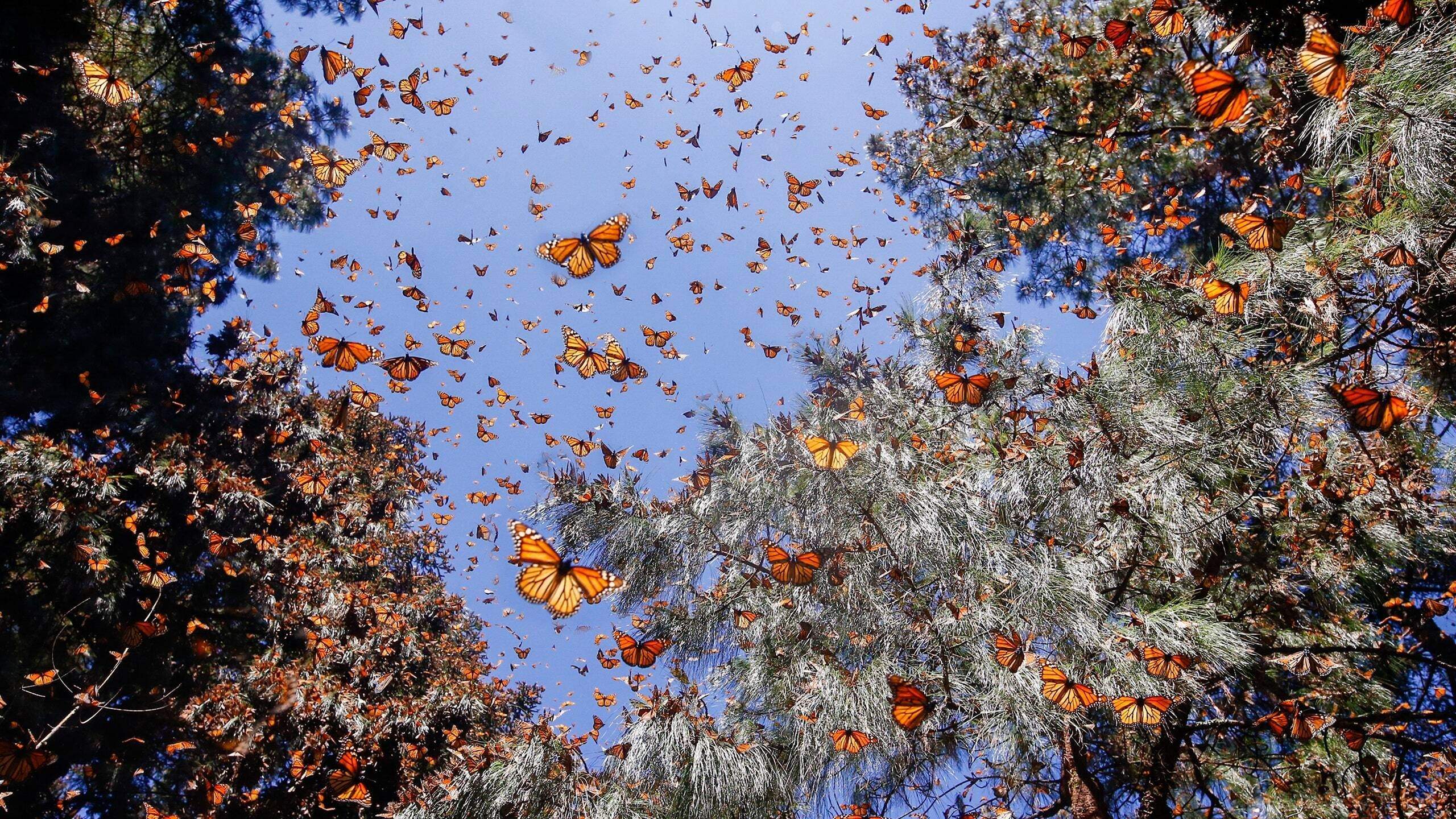 Backdrop for Flight of the Butterflies