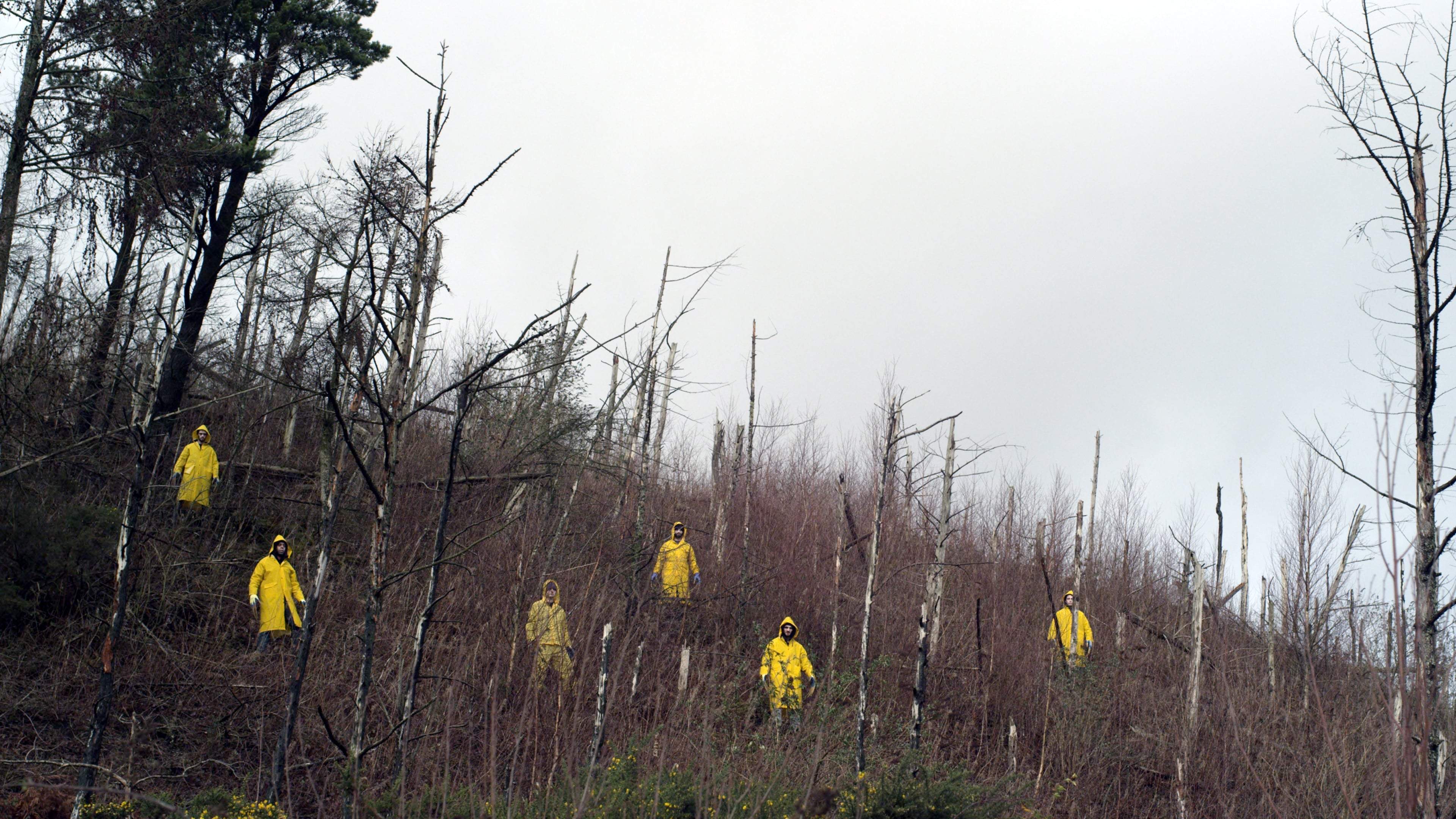 Backdrop for Canaries