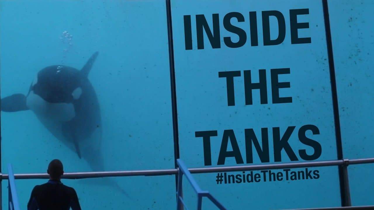 Backdrop for Inside the Tanks