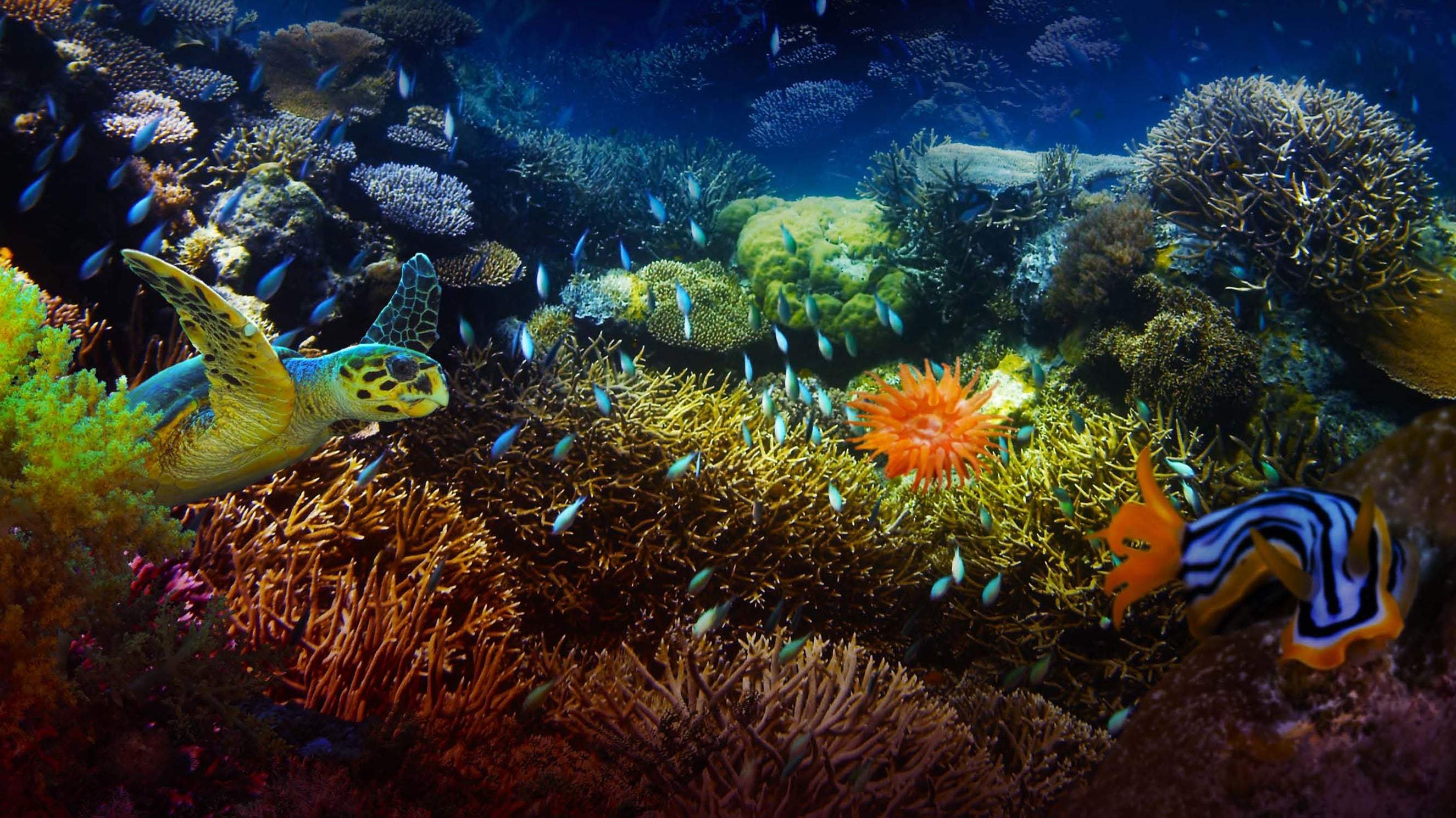 Backdrop for The Last Reef: Cities Beneath the Sea