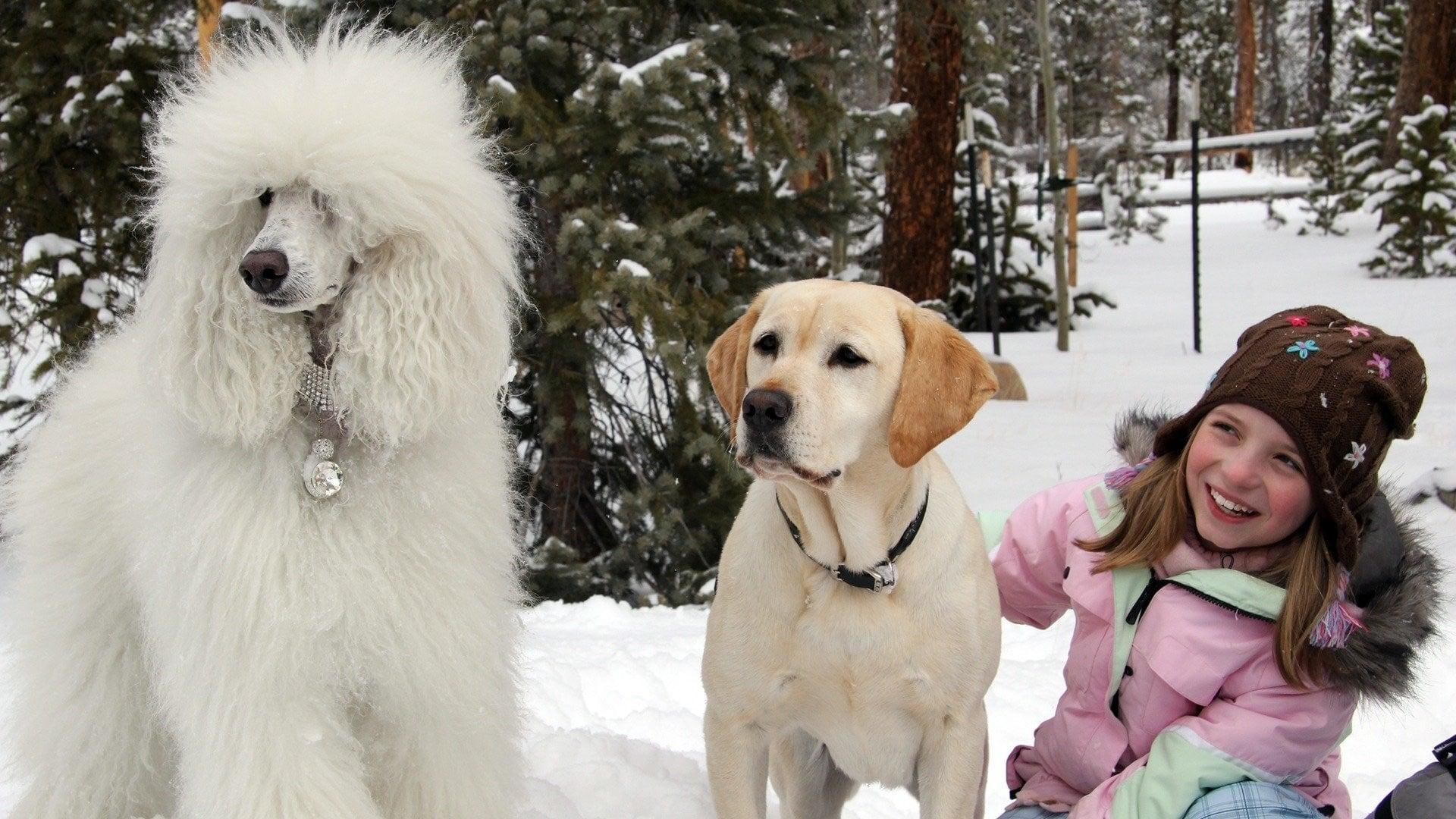 Backdrop for The Dog Who Saved Christmas