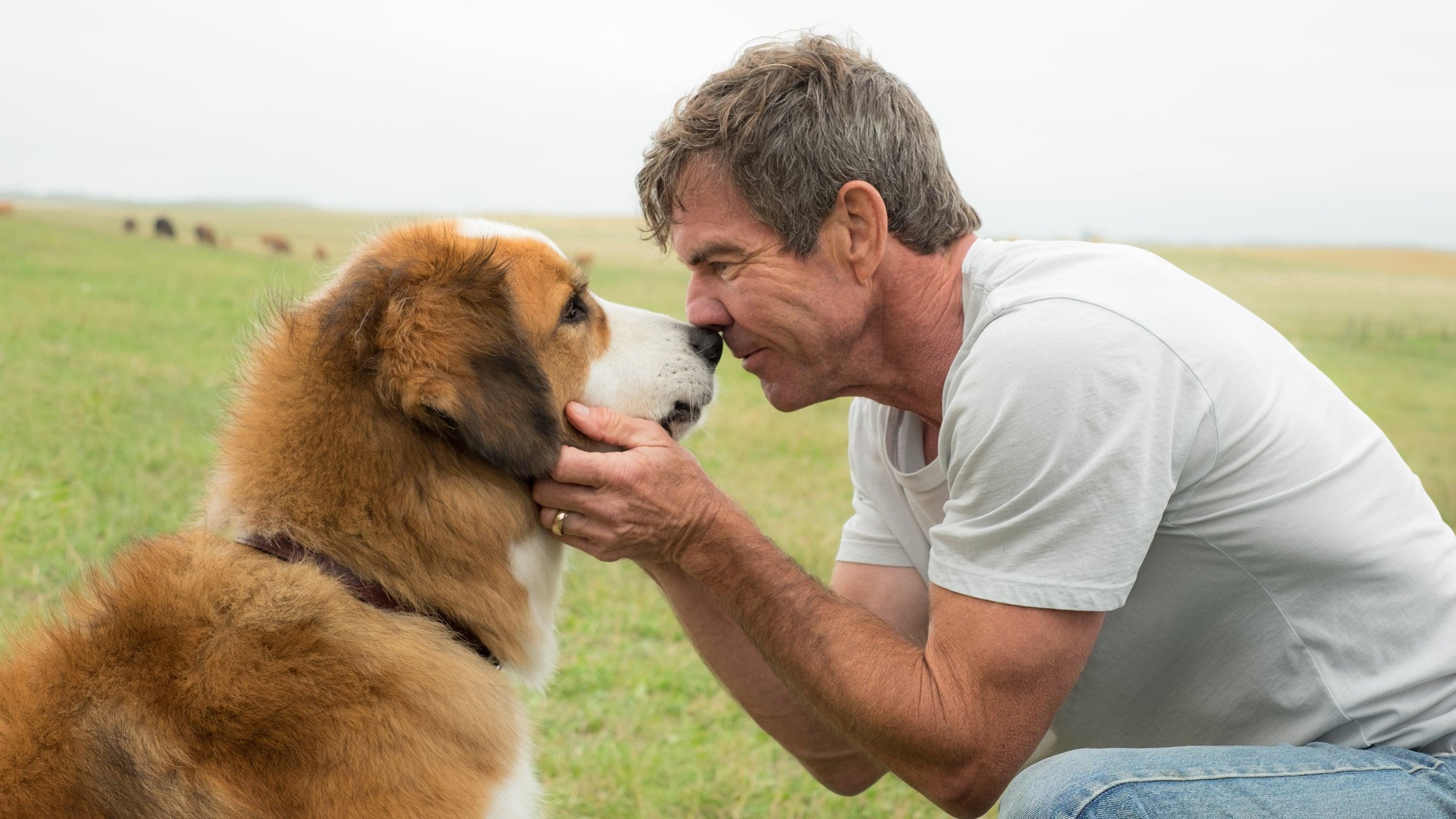 Backdrop for A Dog's Purpose