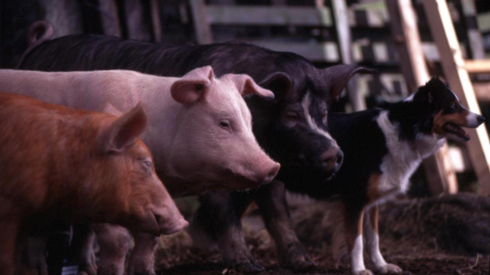 Backdrop for Animal Farm