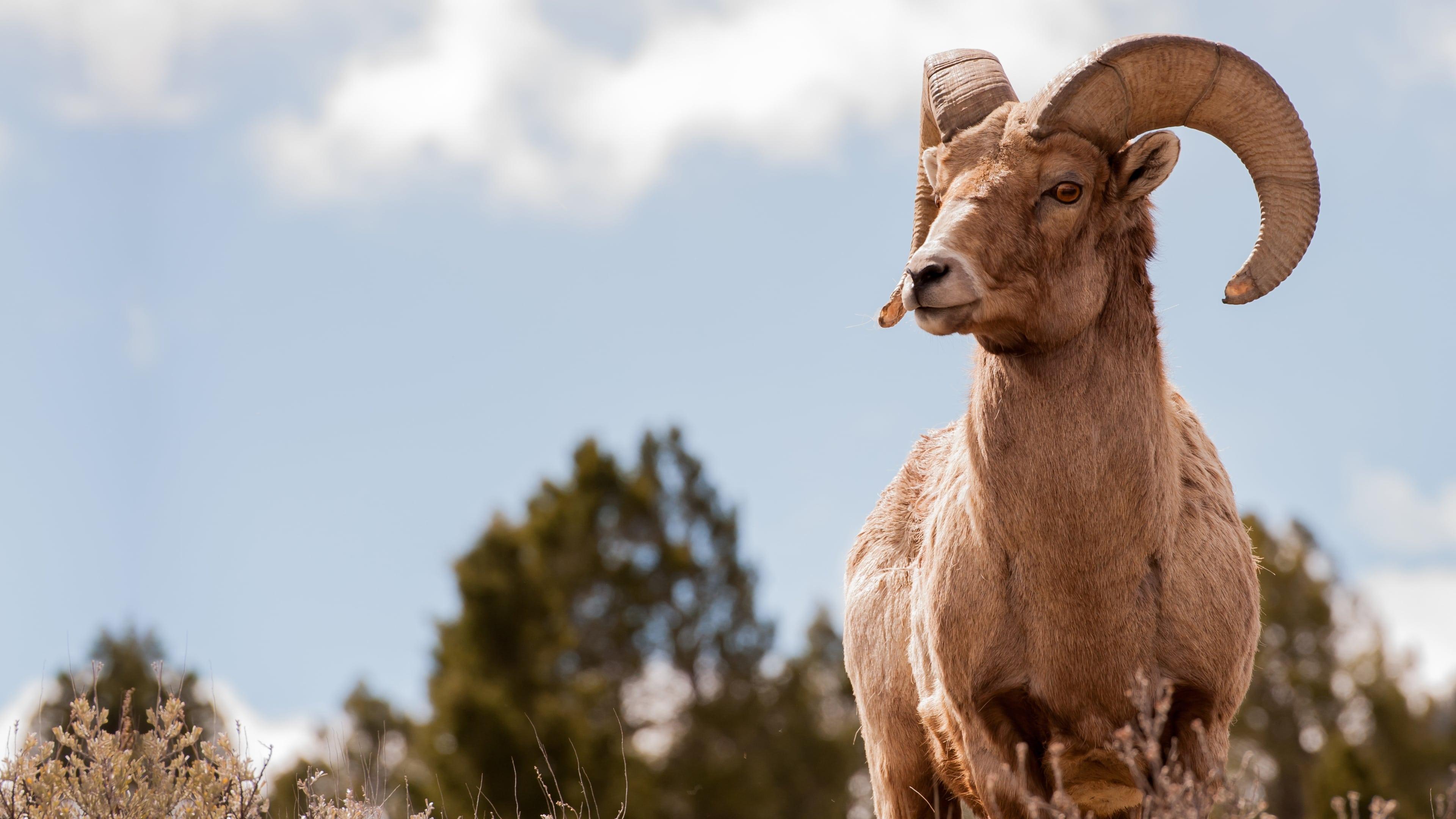 Backdrop for America's Greatest Animals