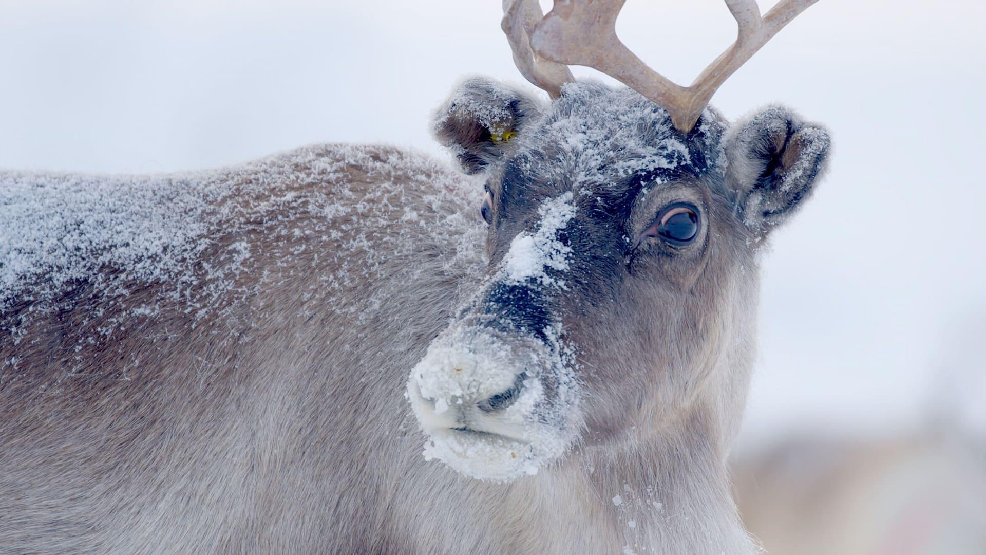 Backdrop for Santa's Wild Home