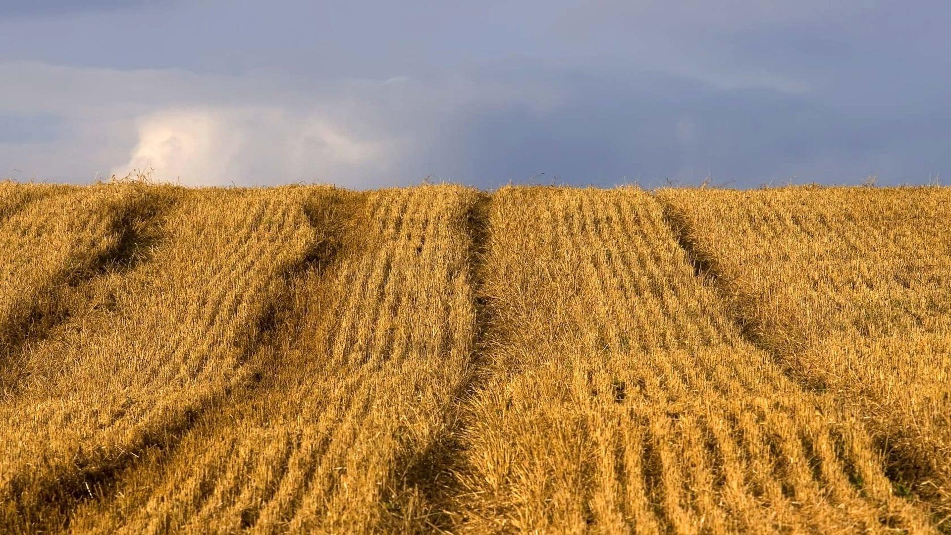 Backdrop for Food Matters