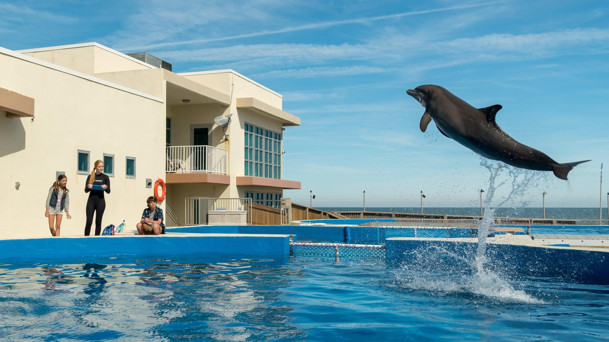 Backdrop for Bernie the Dolphin