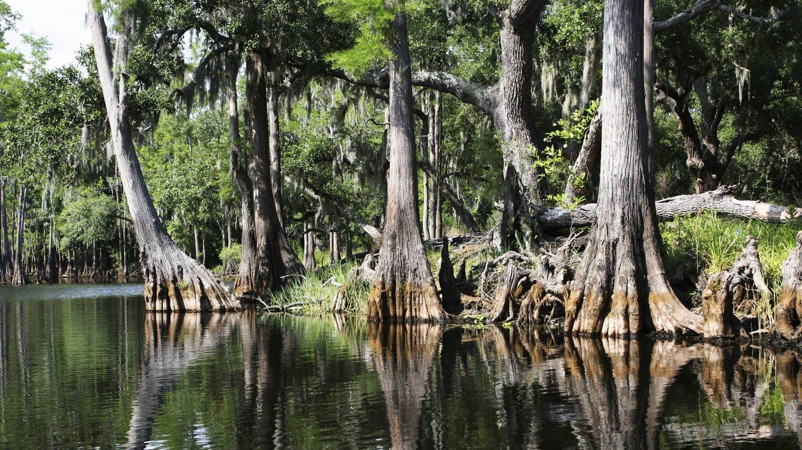 Backdrop for Skunk Ape Unit Escape from Nack Ba