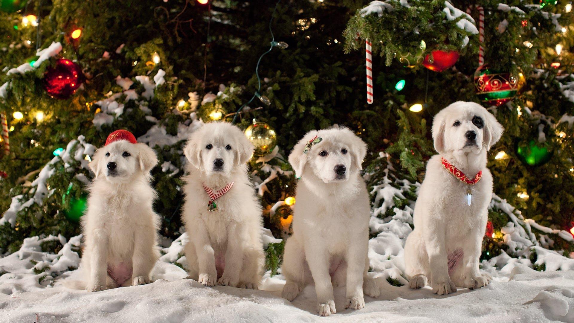 Backdrop for Santa Paws 2: The Santa Pups