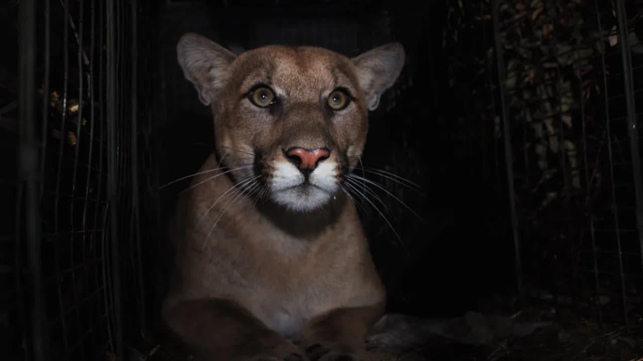 Backdrop for The Mountain Lion and Me