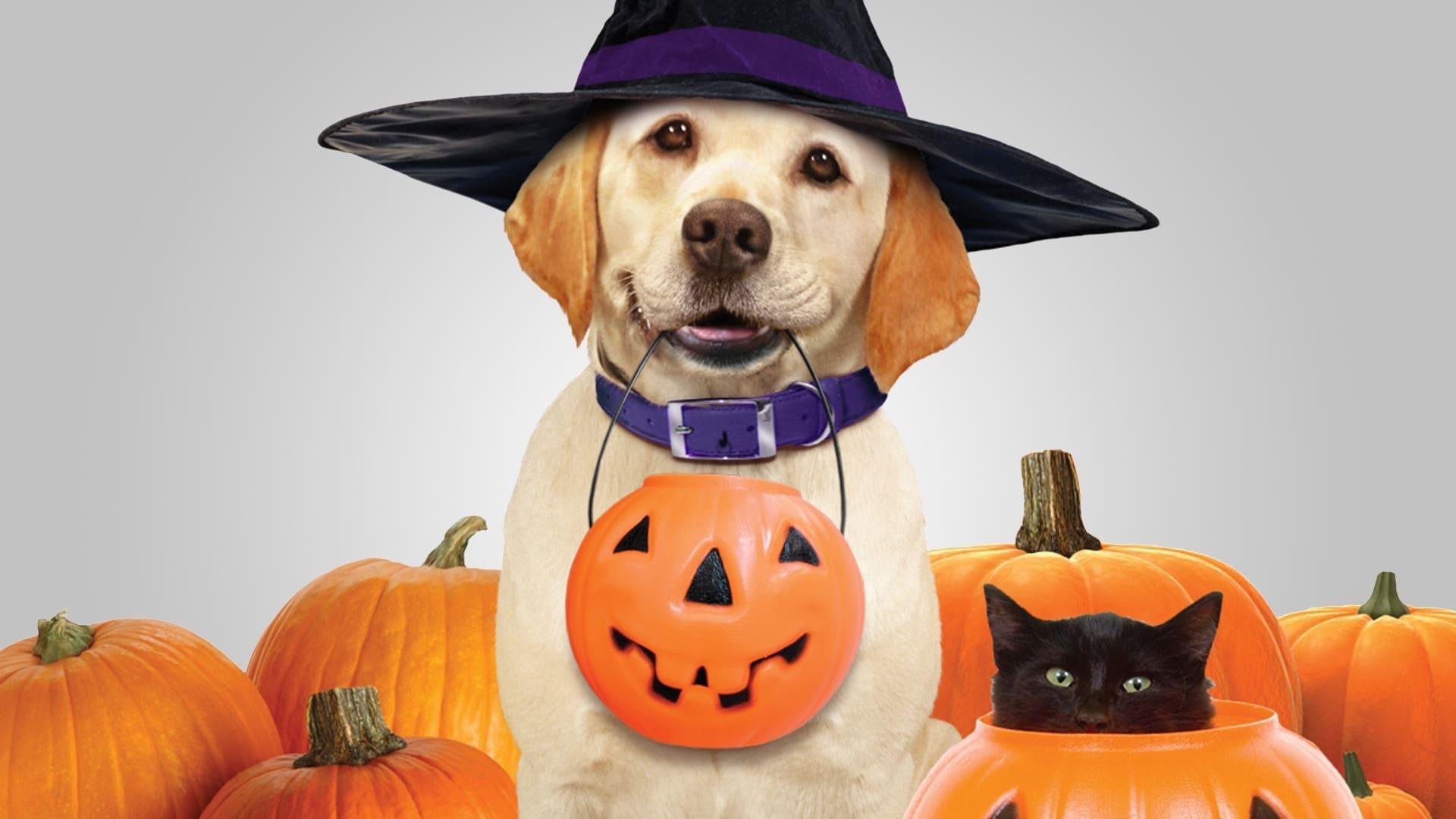 Backdrop for The Dog Who Saved Halloween