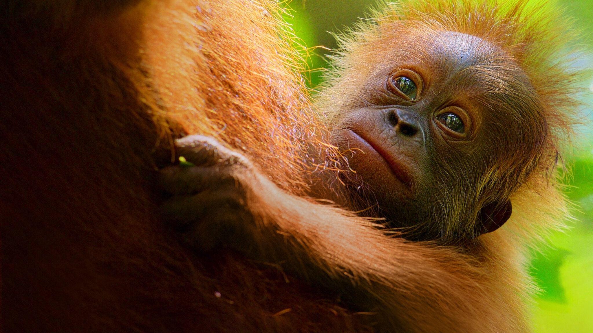 Backdrop for Secret Lives of Orangutans