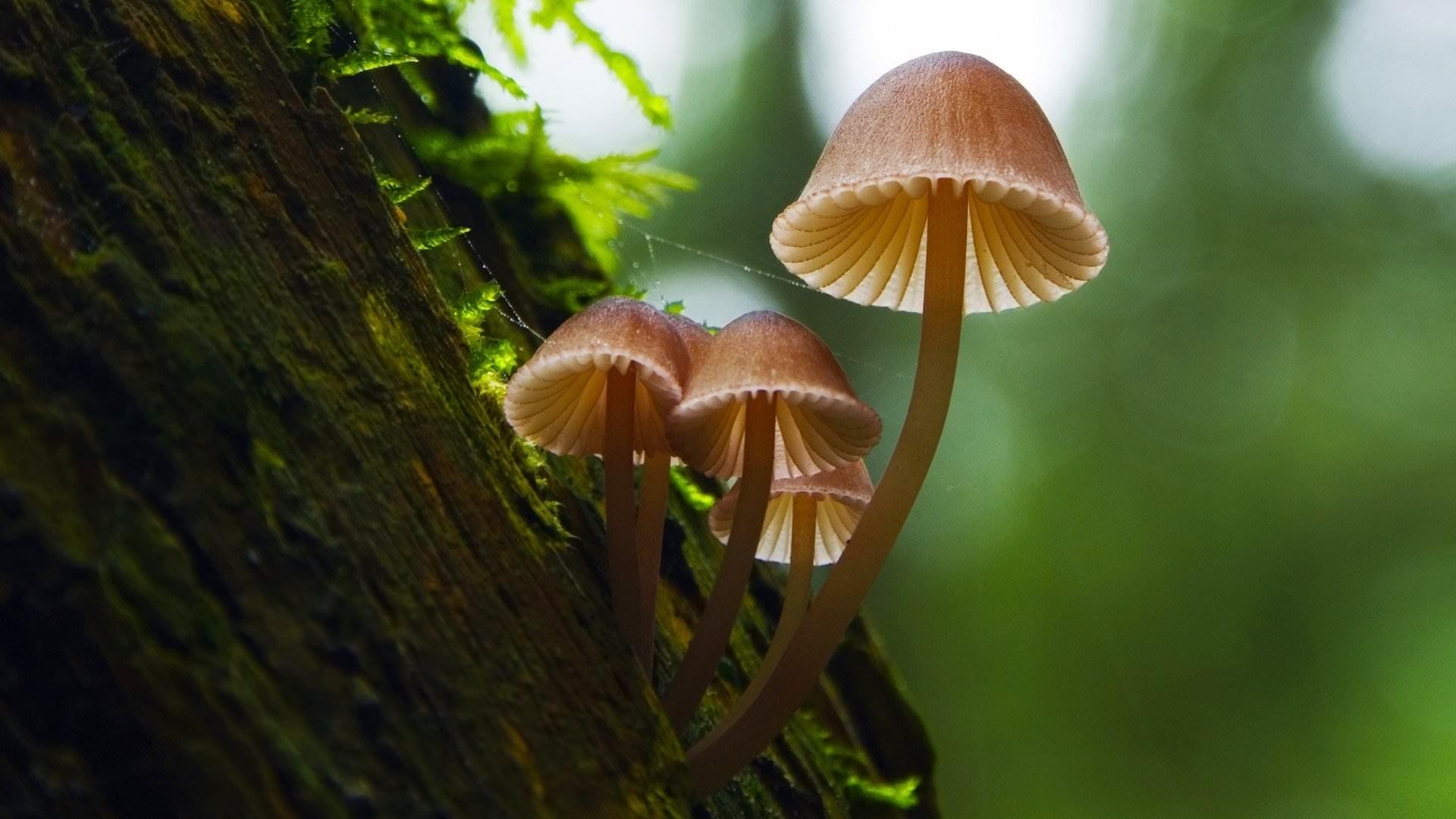 Backdrop for Fantastic Fungi