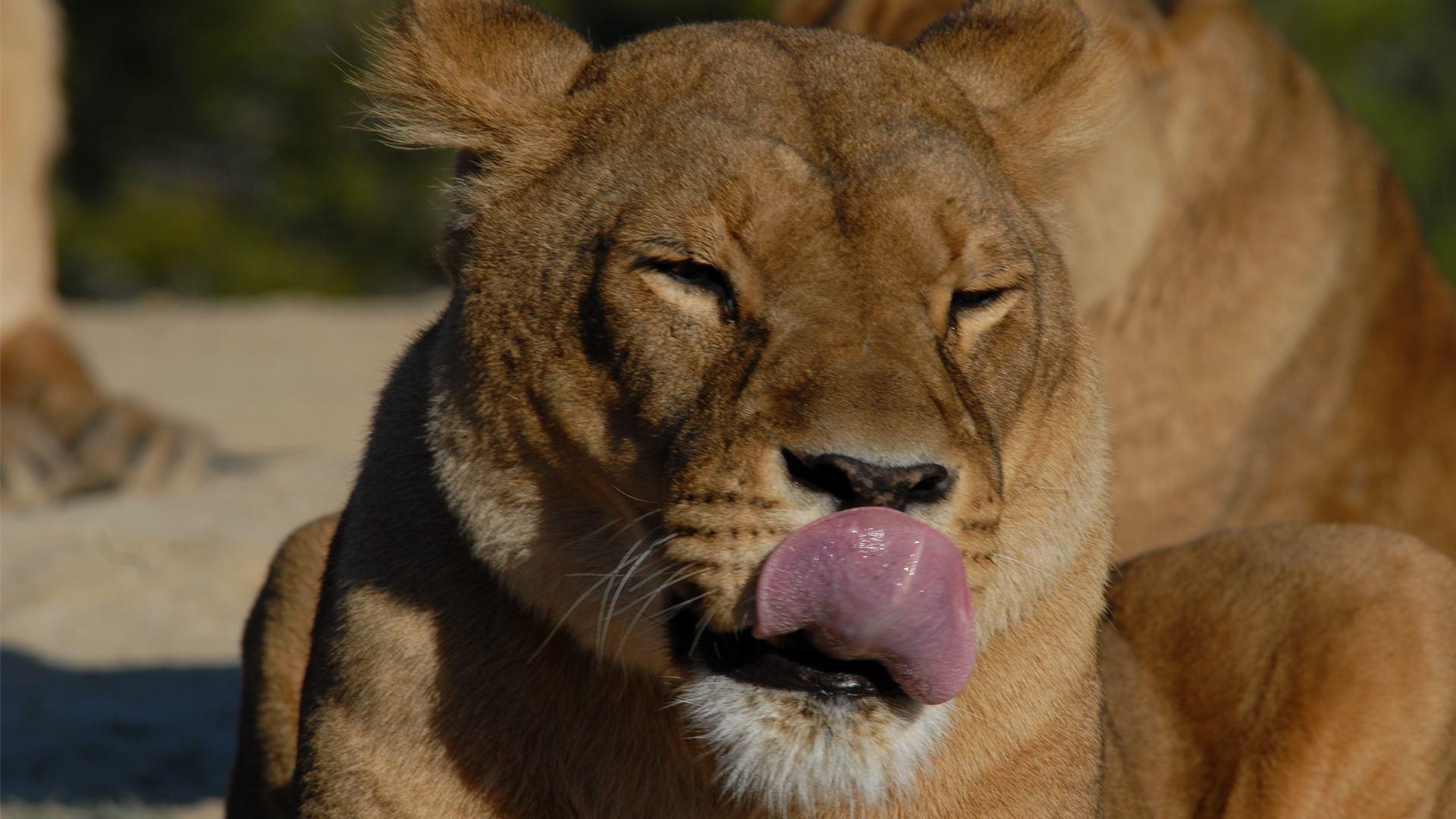 Backdrop for Lioness in Exile