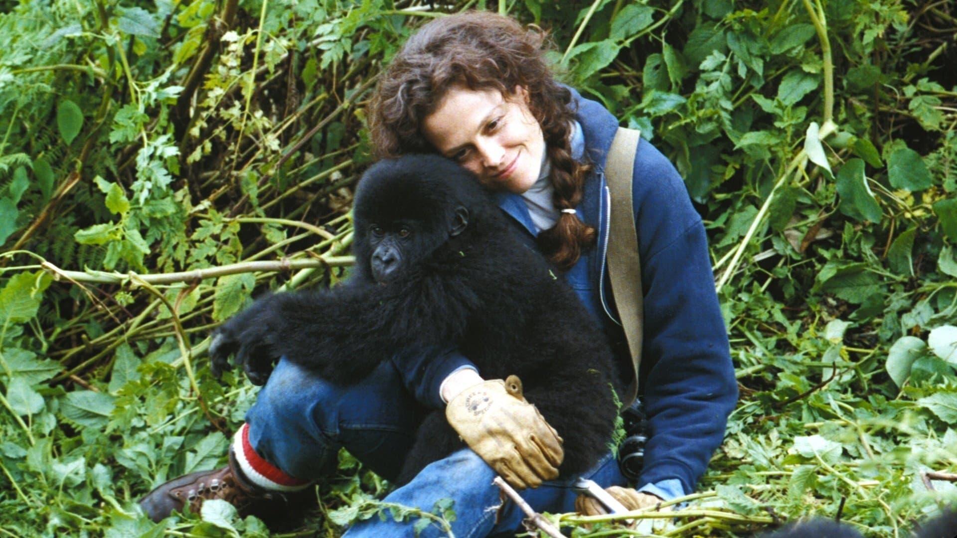 Backdrop for Gorillas in the Mist