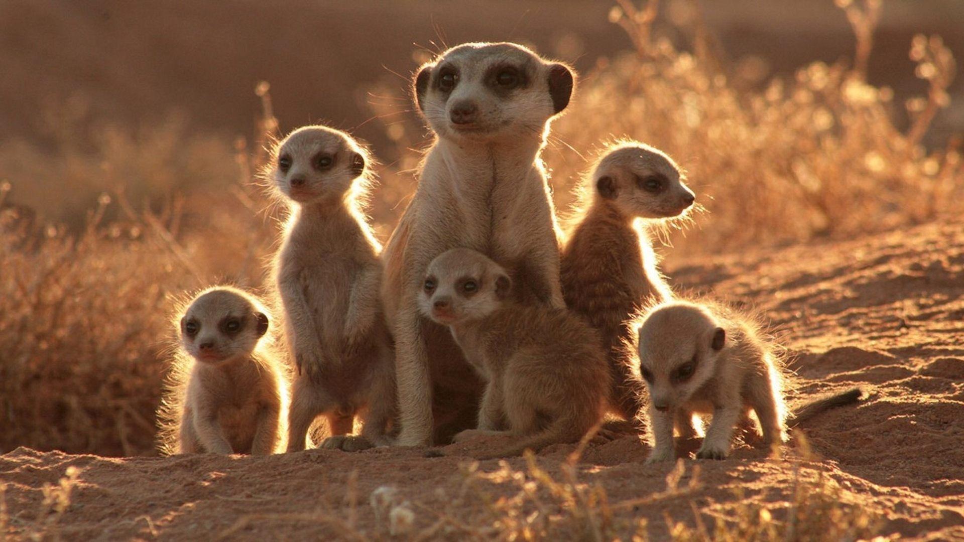 Backdrop for The Meerkats