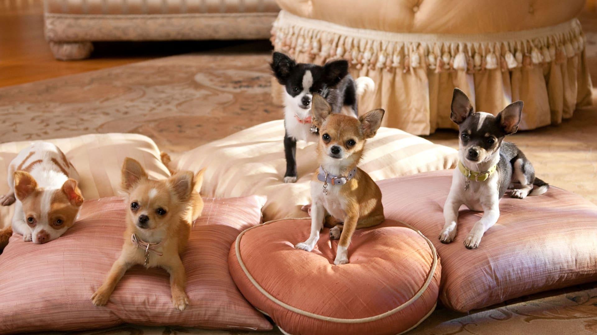 Backdrop for Beverly Hills Chihuahua 2