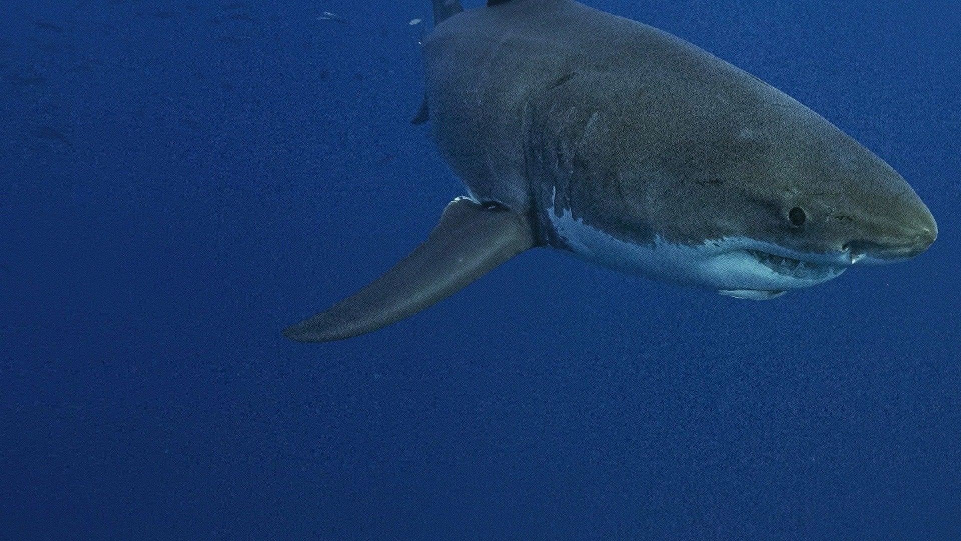 Backdrop for Lost Sharks of Easter Island