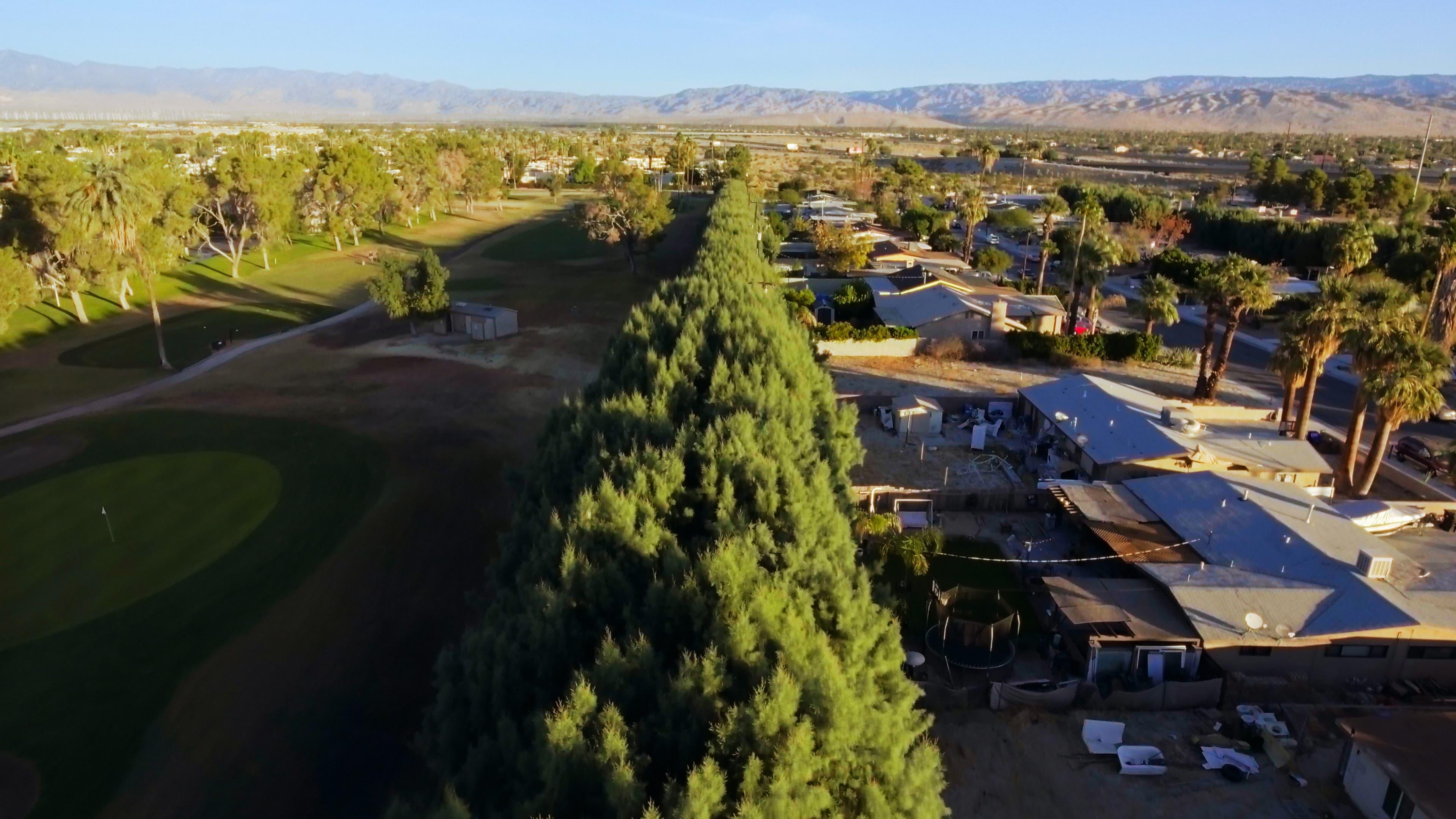 Backdrop for Racist Trees