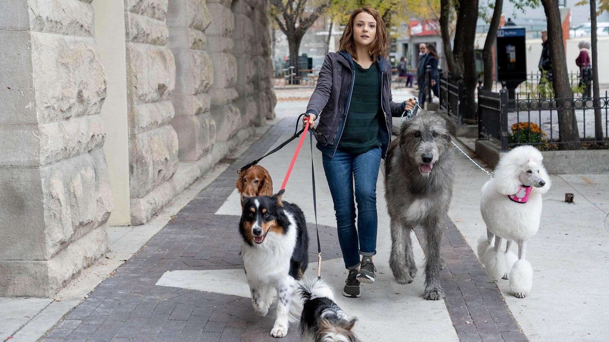 Backdrop for A Dog's Journey