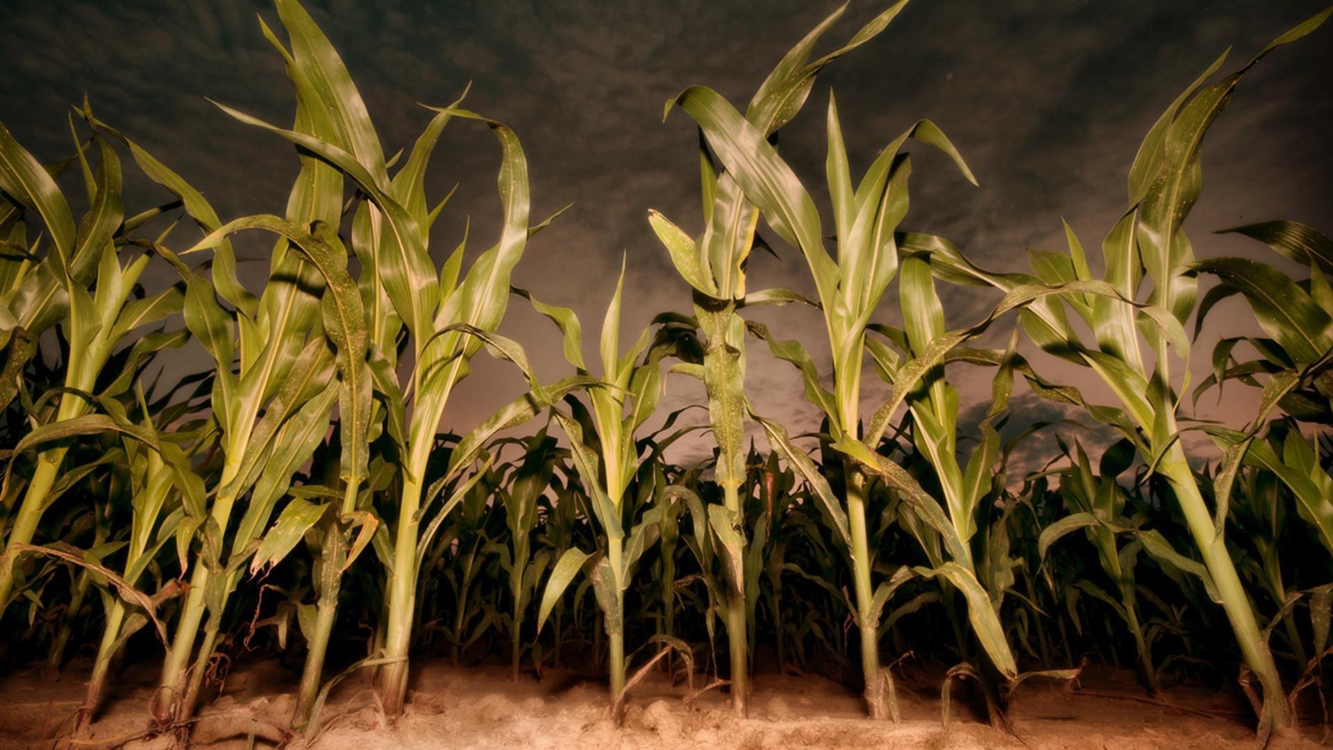 Backdrop for Children of the Corn: Revelation