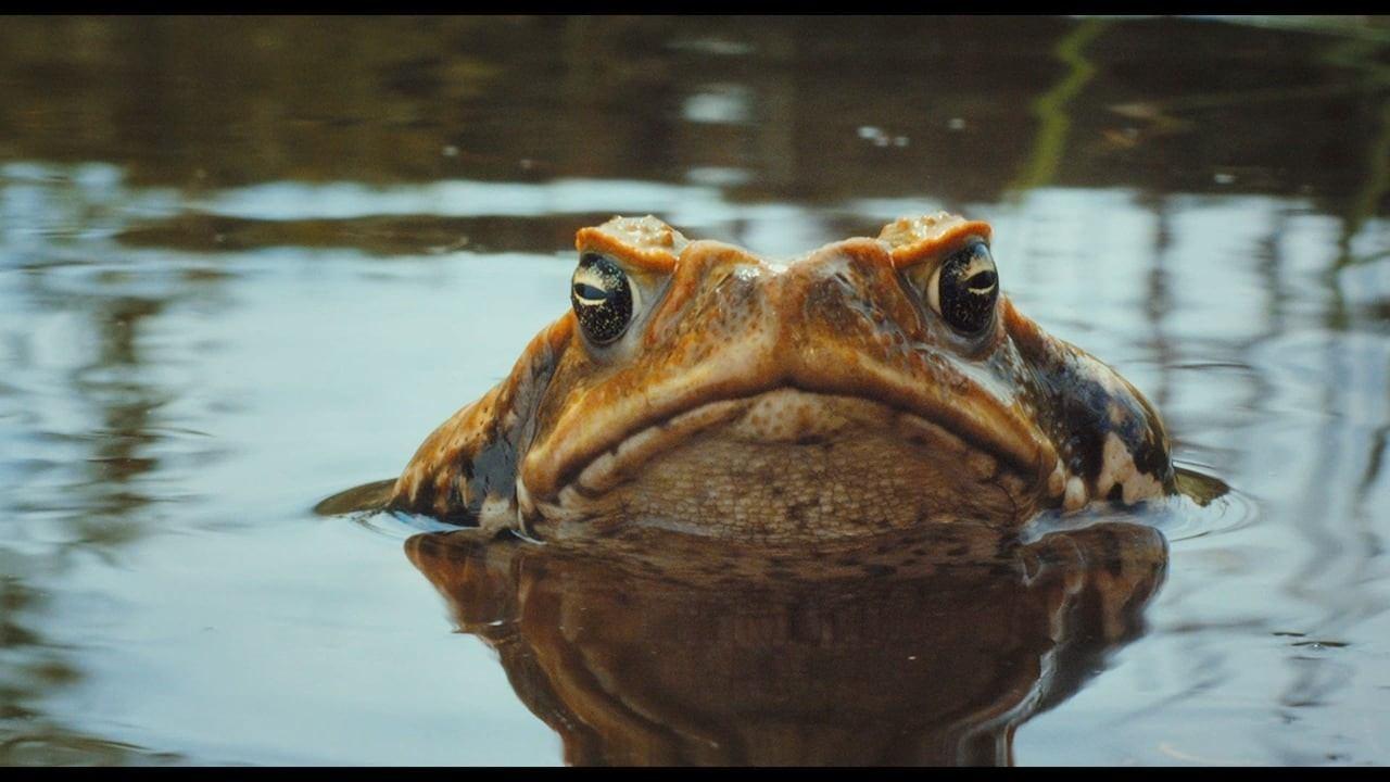 Backdrop for Cane Toads: The Conquest