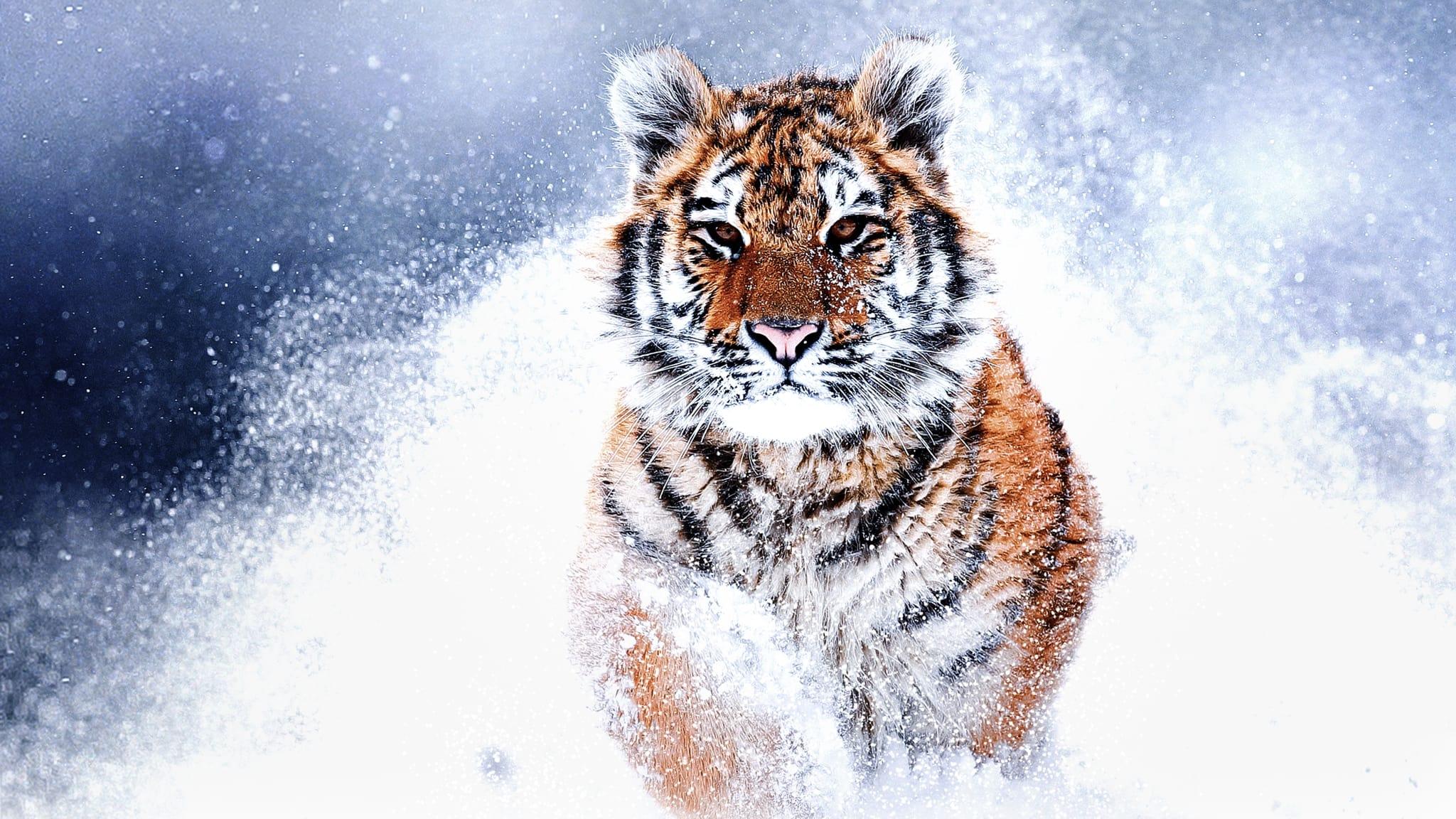 Backdrop for Russia's Wild Tiger