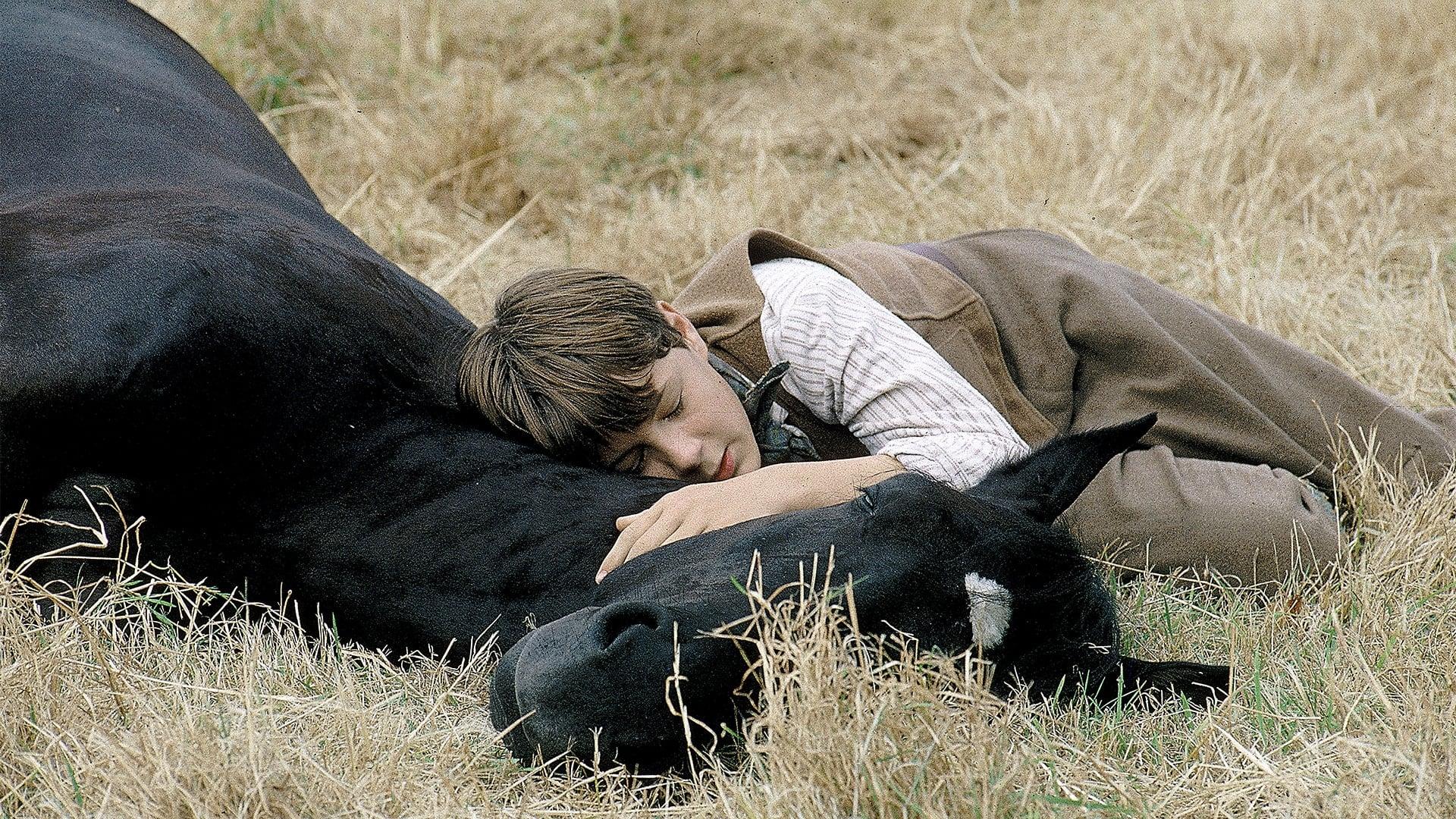 Backdrop for Black Beauty