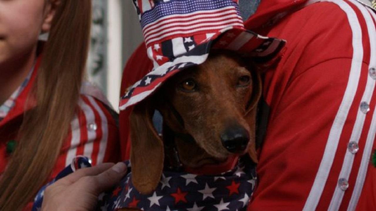 Backdrop for Wiener Dog Internationals