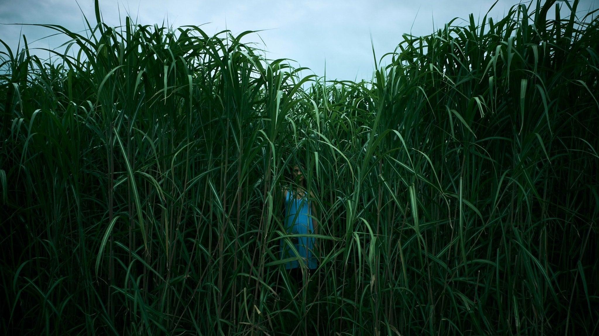 Backdrop for In the Tall Grass