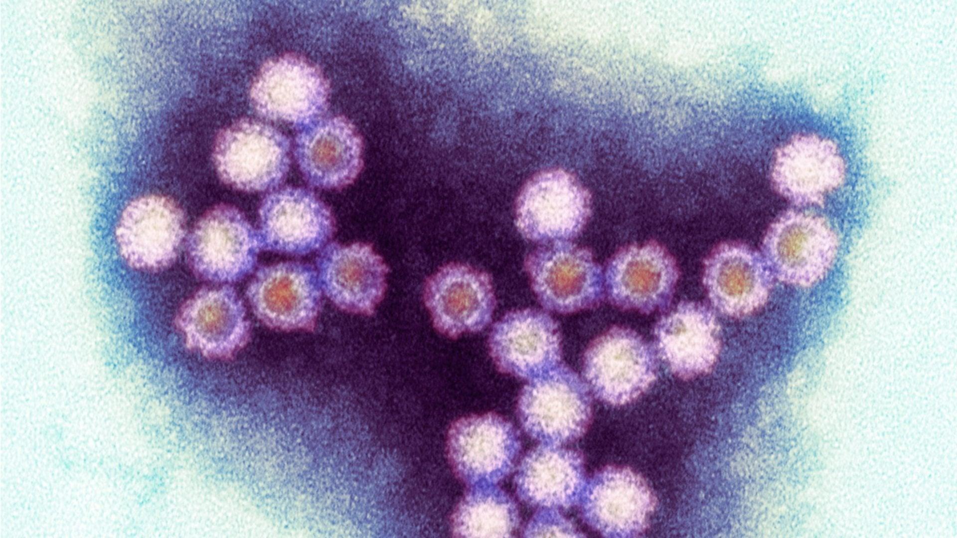 Backdrop for Winter Viruses and How to Beat Them