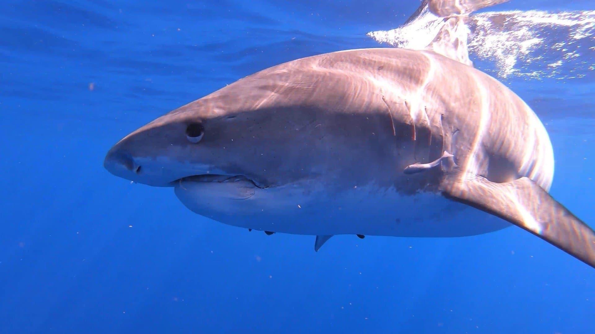 Backdrop for Sharks of Hawaii