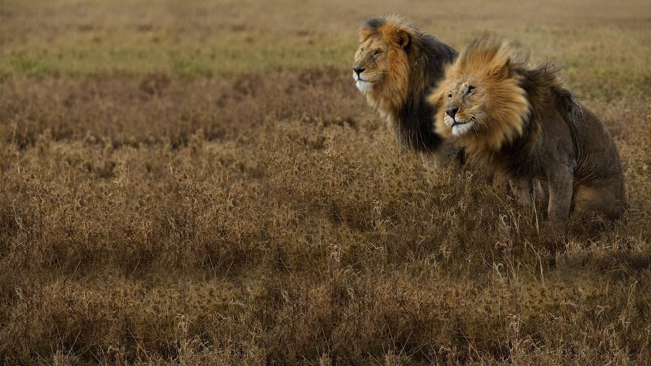 Backdrop for Lion Gangland