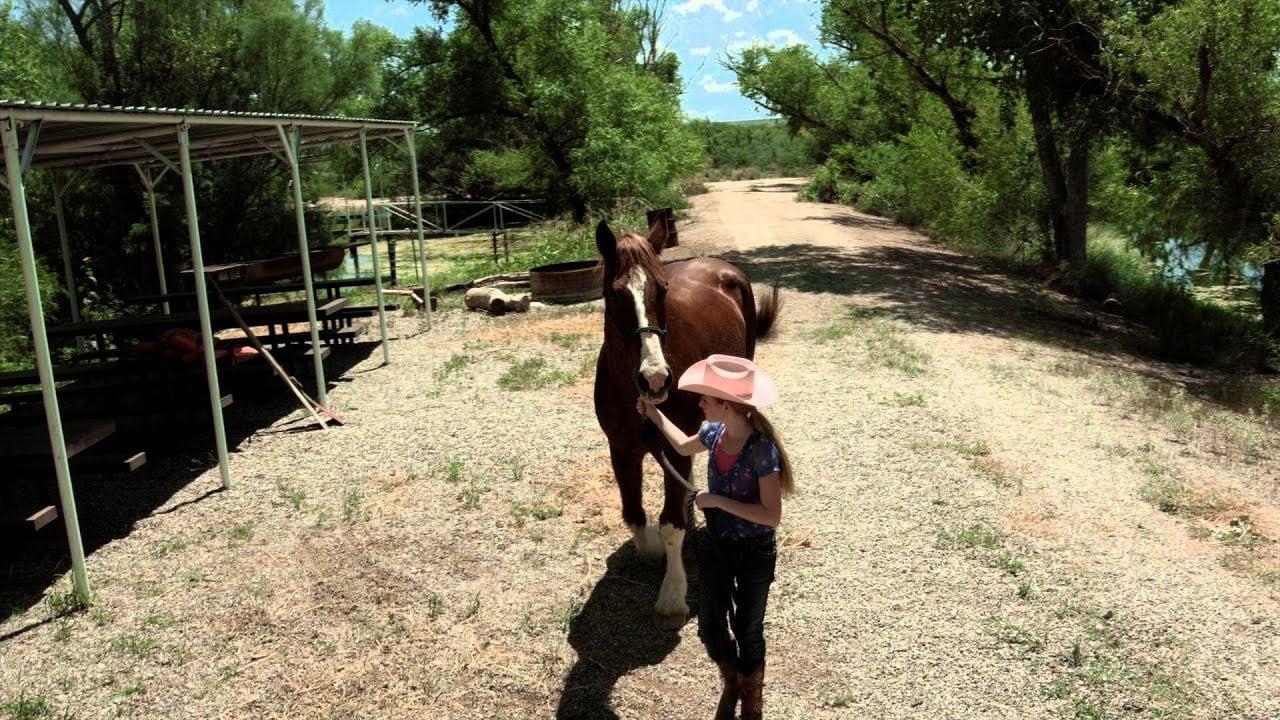 Backdrop for A Horse Story