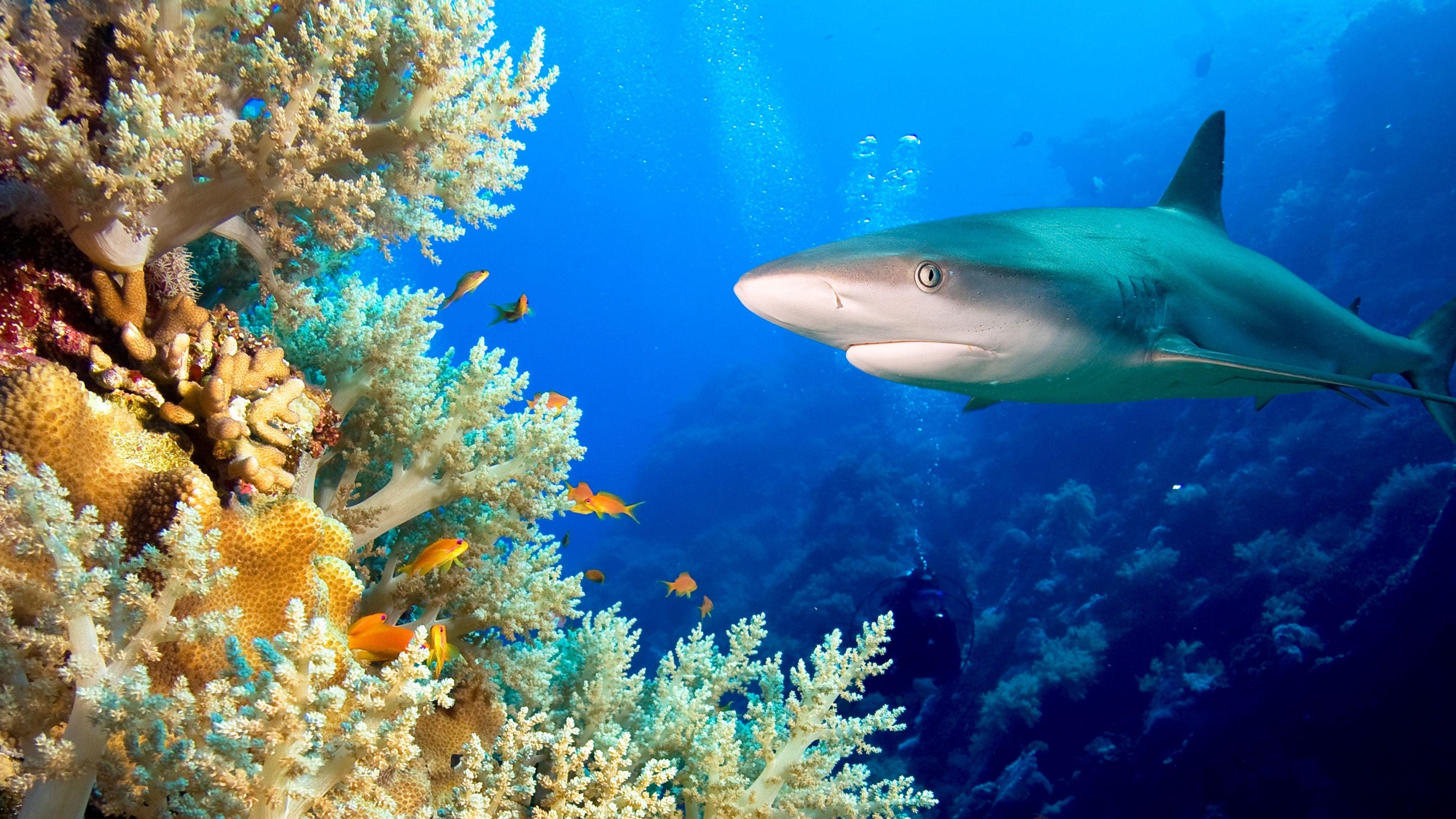 Backdrop for Journey to Shark Eden