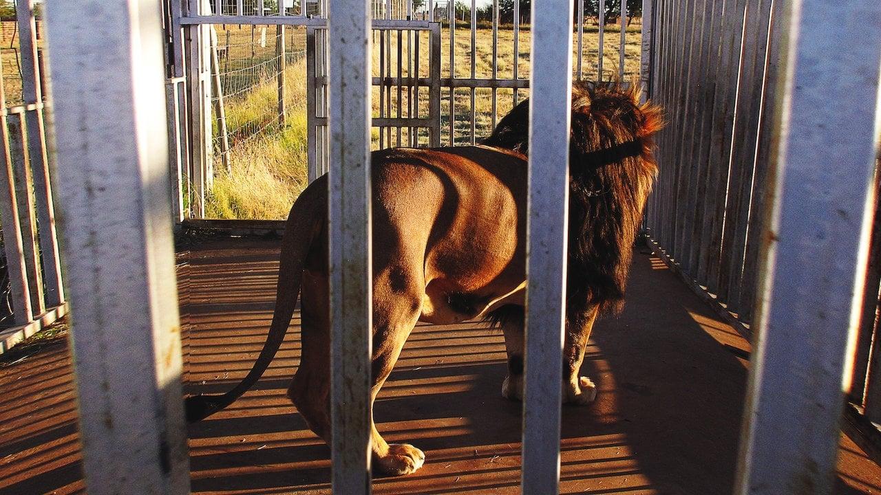 Backdrop for Blood Lions