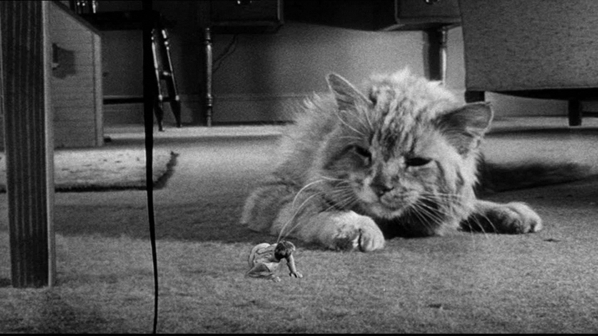 Backdrop for The Incredible Shrinking Man