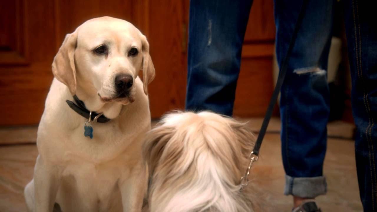 Backdrop for The Dog Who Saved Easter