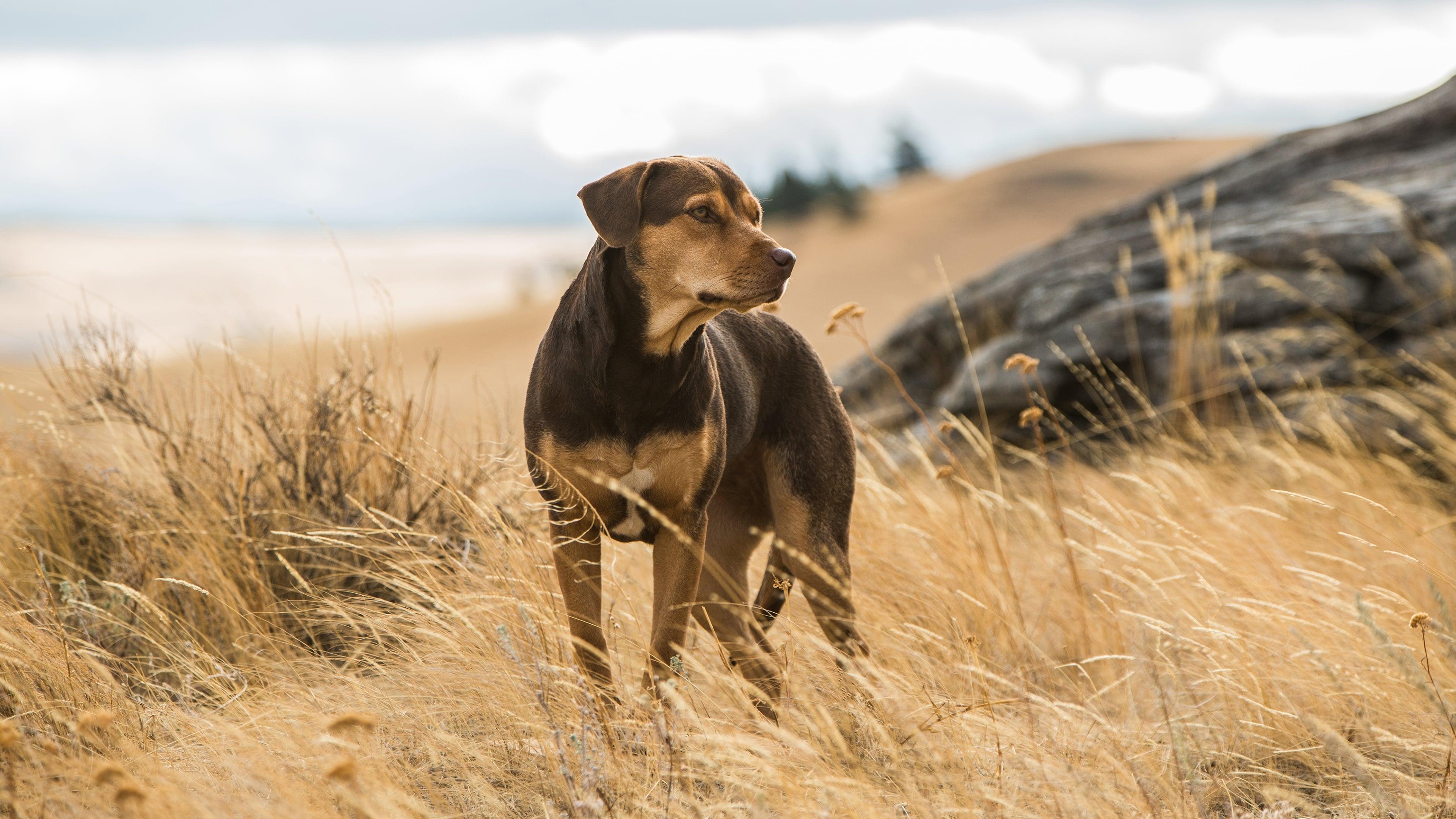 Backdrop for A Dog's Way Home