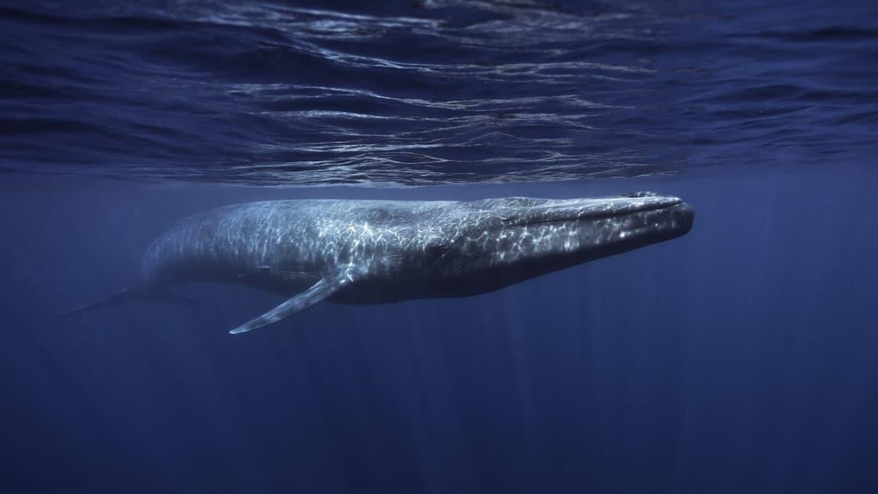 Backdrop for Whales in Crisis