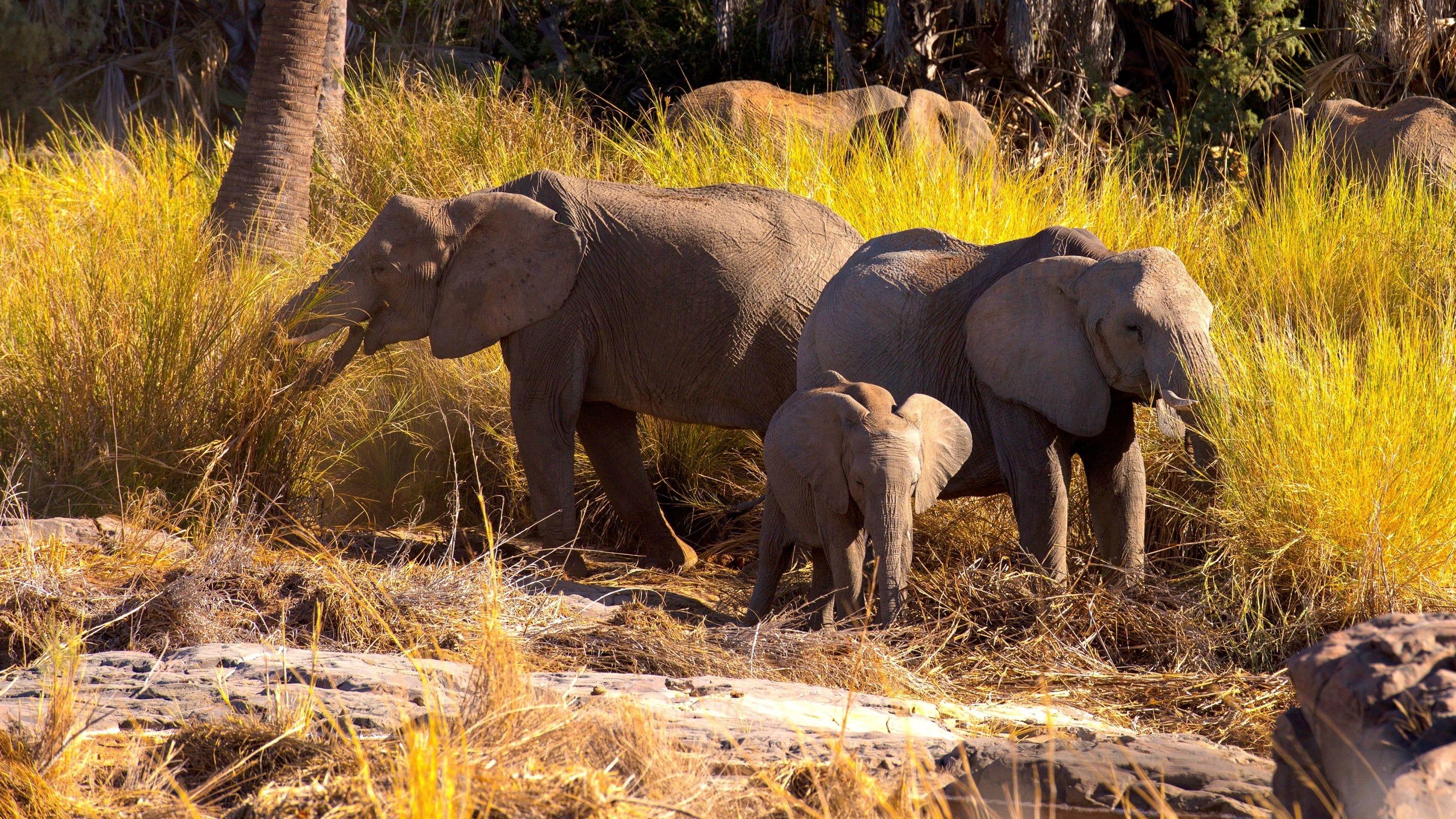 Backdrop for Namibia, Sanctuary of Giants