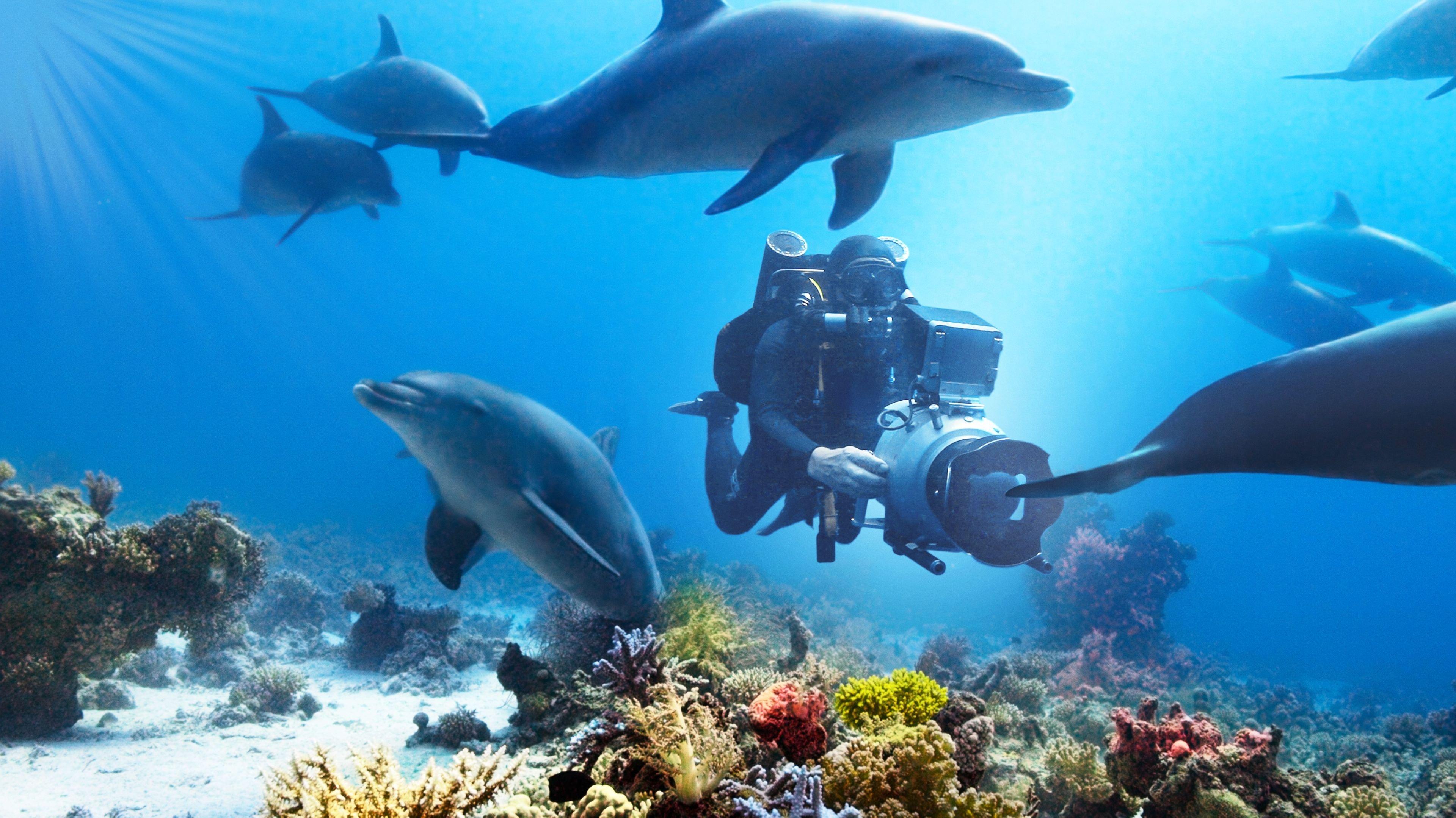 Backdrop for Diving with Dolphins