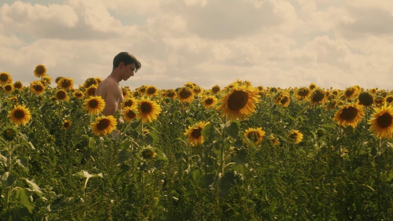 Backdrop for Sunflower